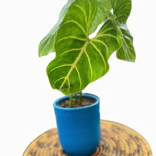 Philodendron Gloriosum