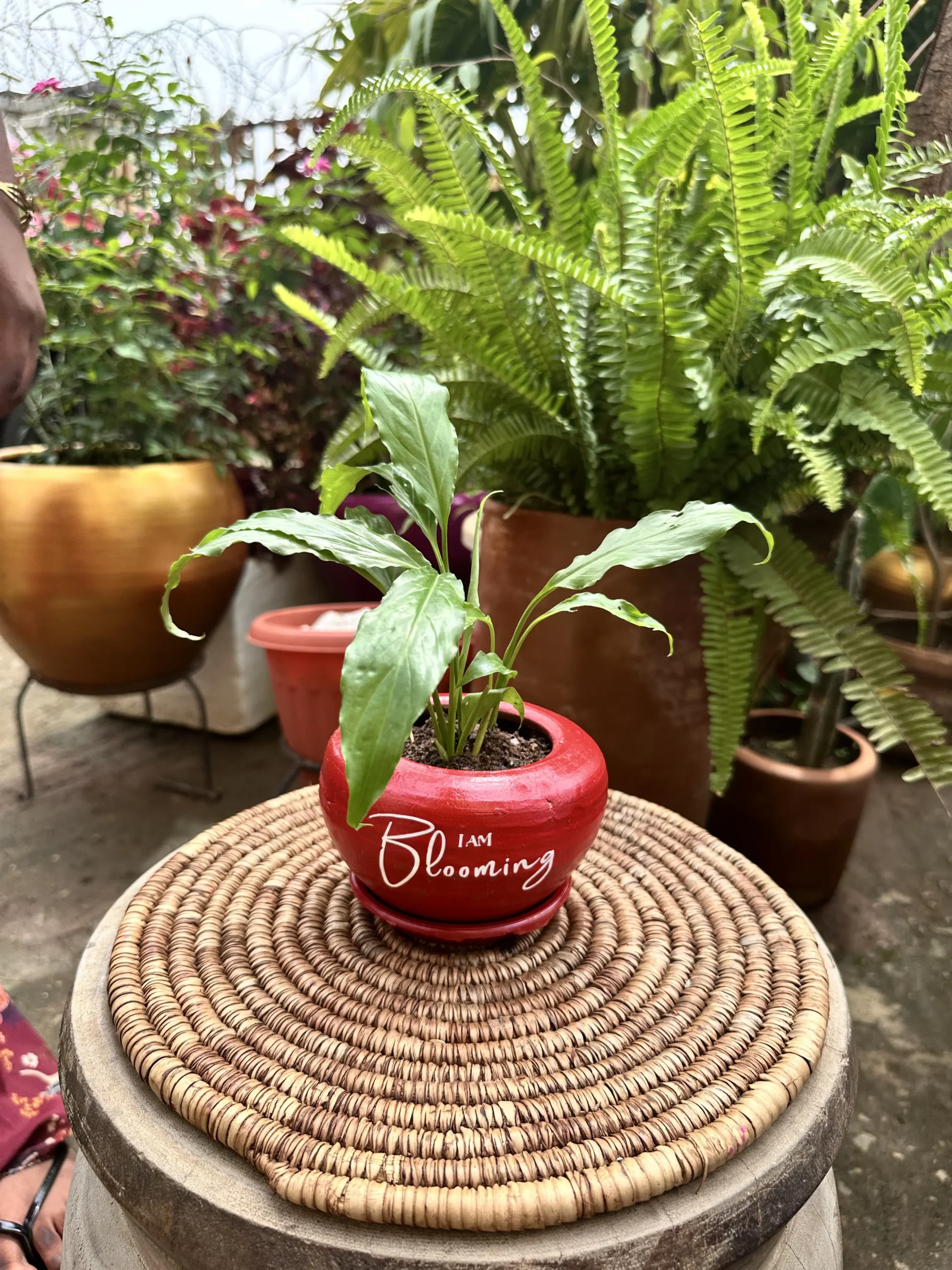 Peace Lily NGN 12500